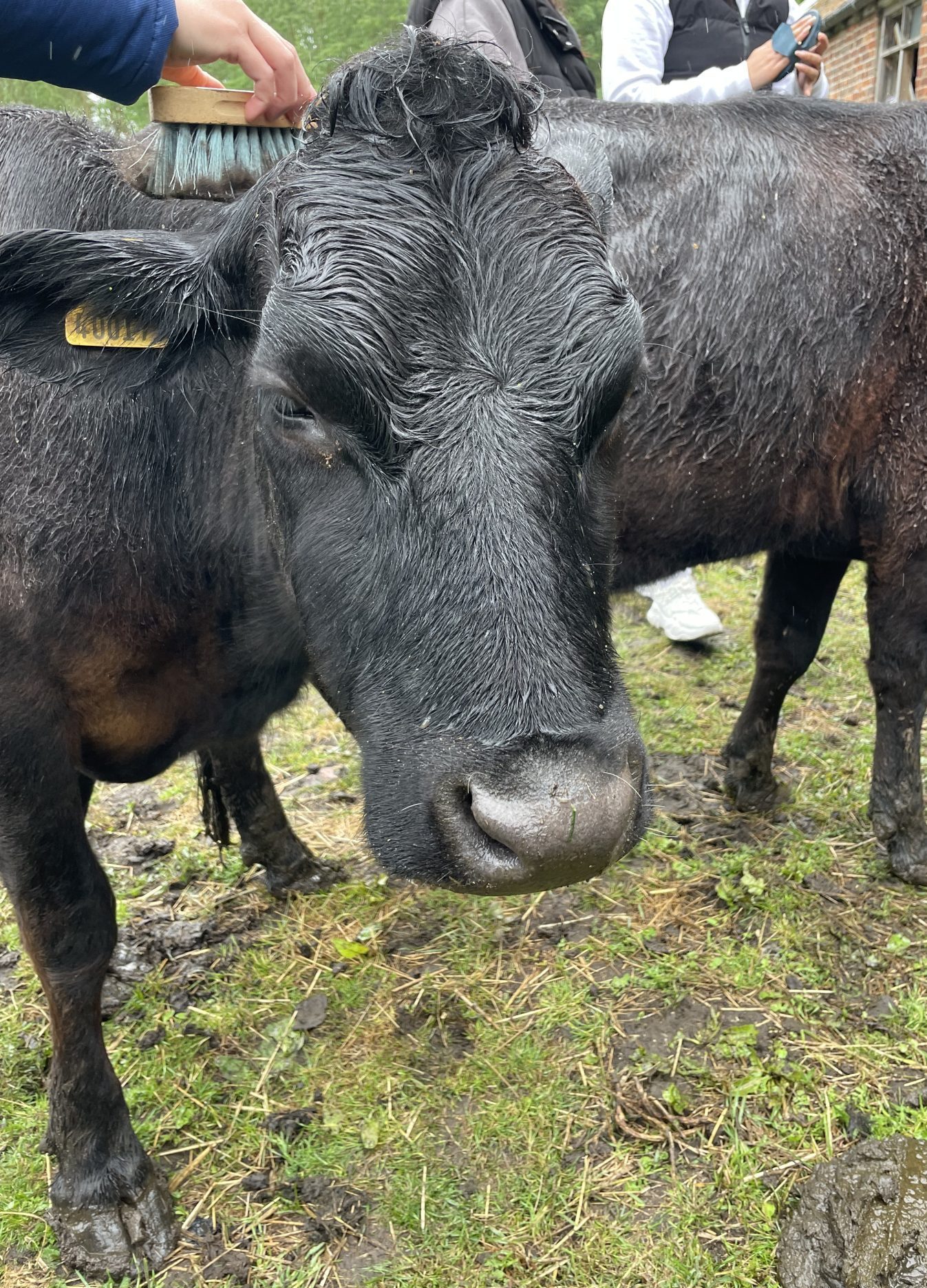 Cow grooming 2