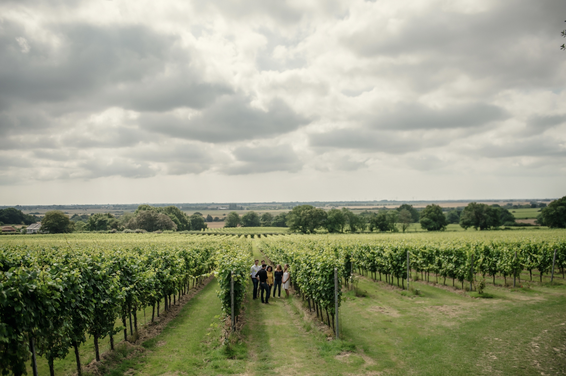 view overlooking a vineyard on a tour of gusbourne estate