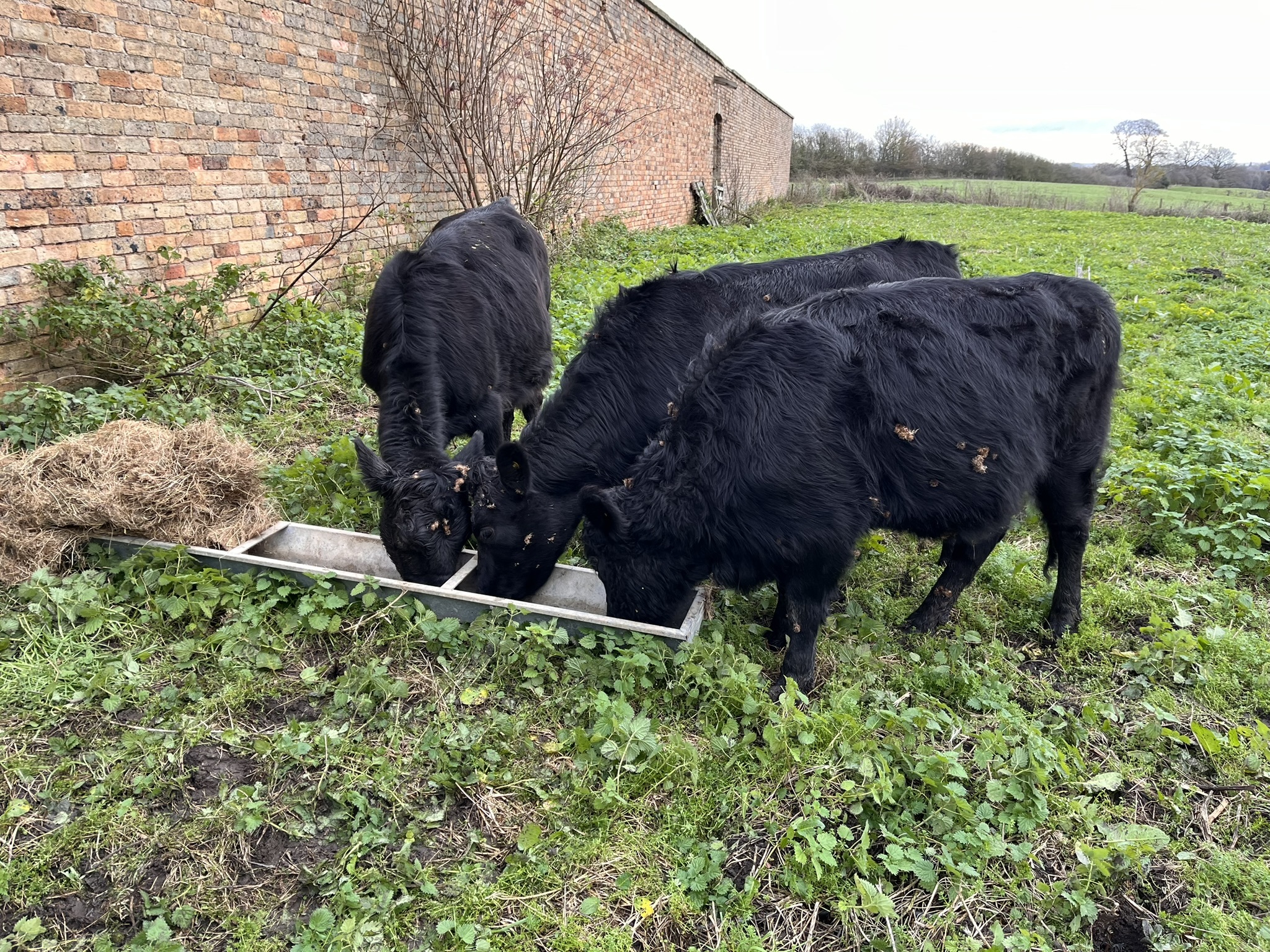 three black dexter cows eating from a trough seen on a springtime on the farm experience at frankly alpacas in shropshire