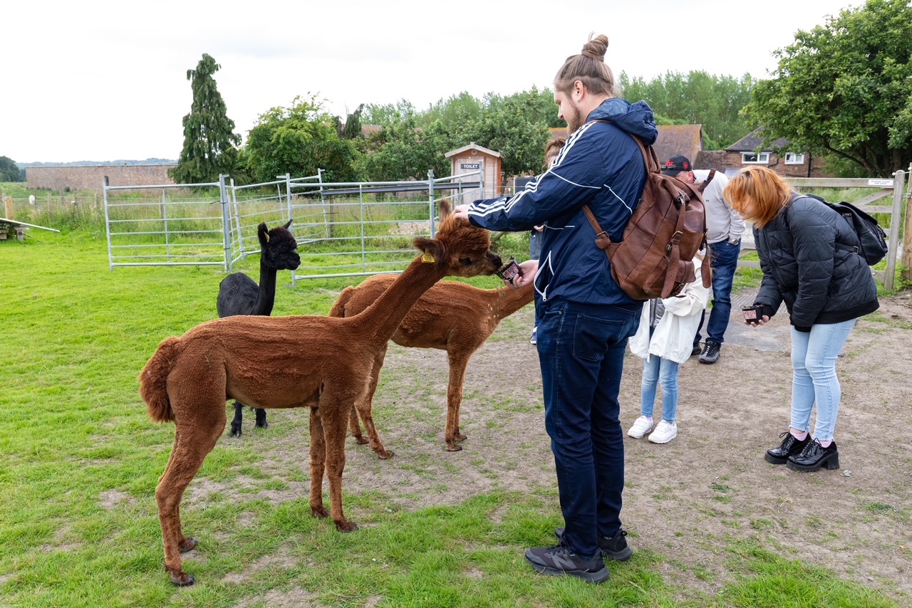 meet the alpacas experience in shropshire