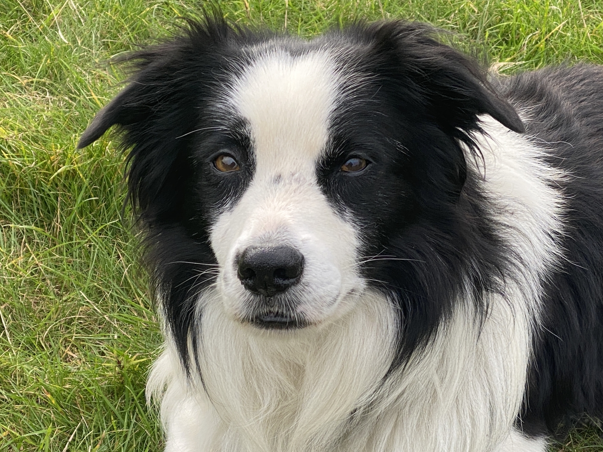 close up of a border collie's head on a sheepdog training experience day