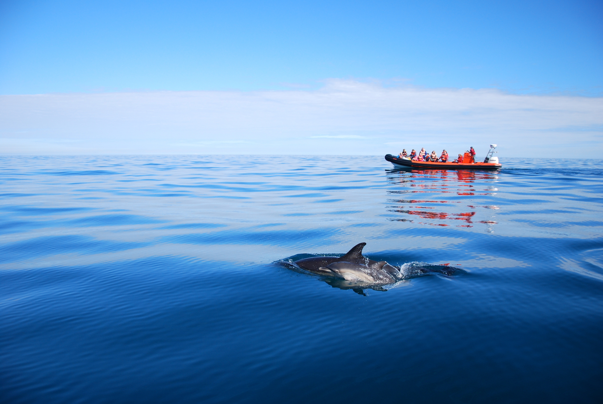 Skomer dolphin