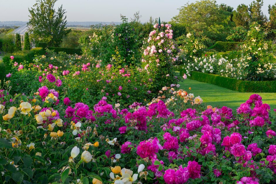 the rose gardens full of pink roses at rhs hyde hall in essex