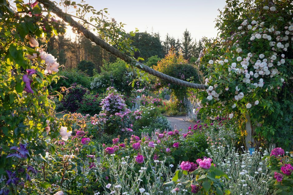 a view of the rose gardens in full bloom in summer at rhs rosemoor in devon