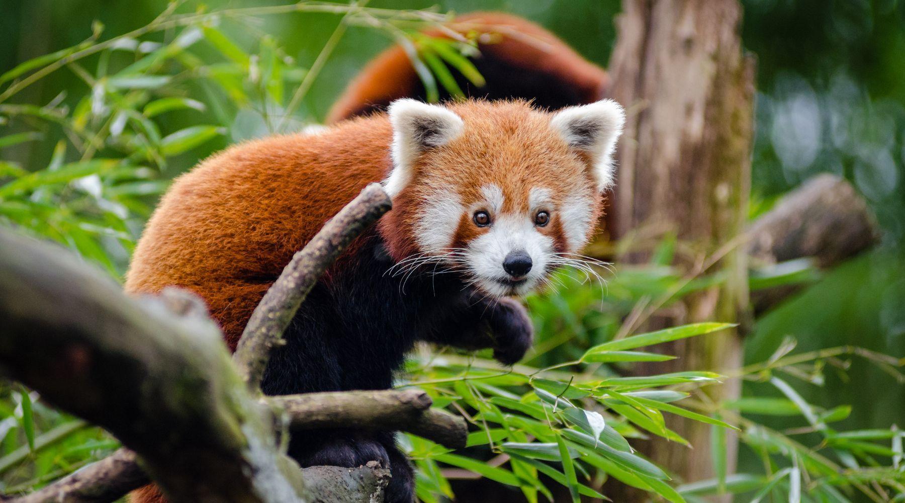 Animals