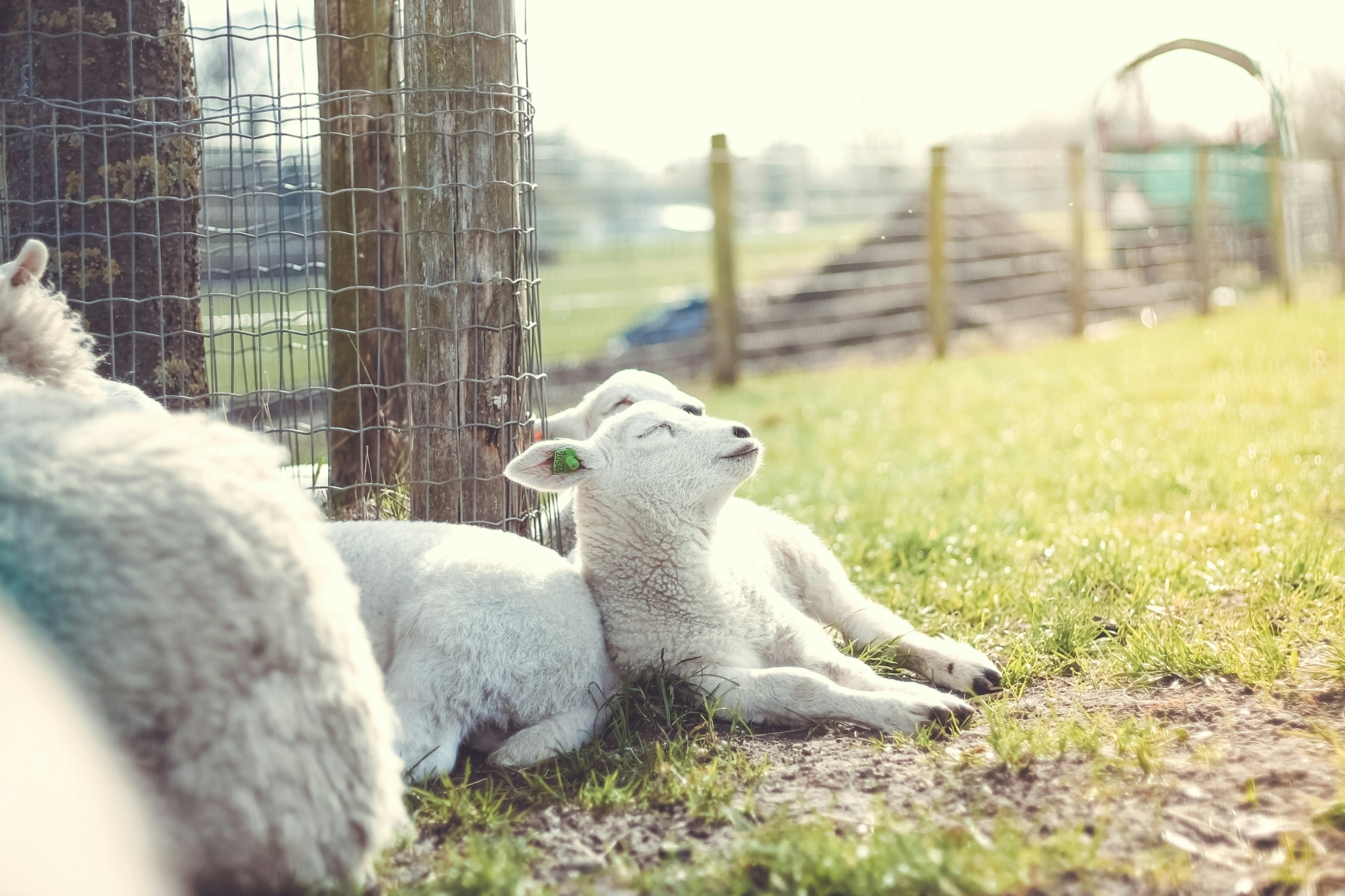 Spring lambs