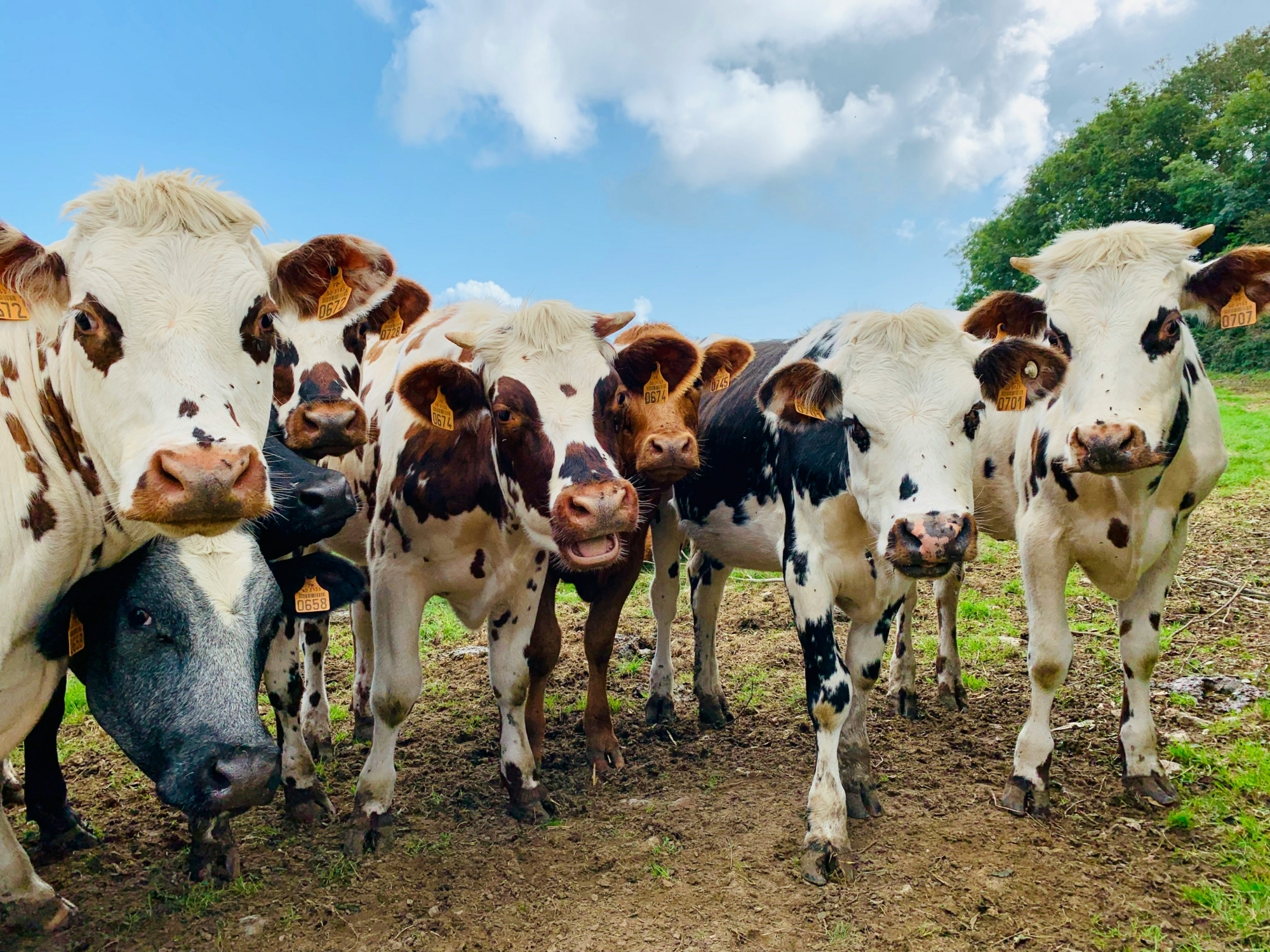group of cows in a field all looking at the camera