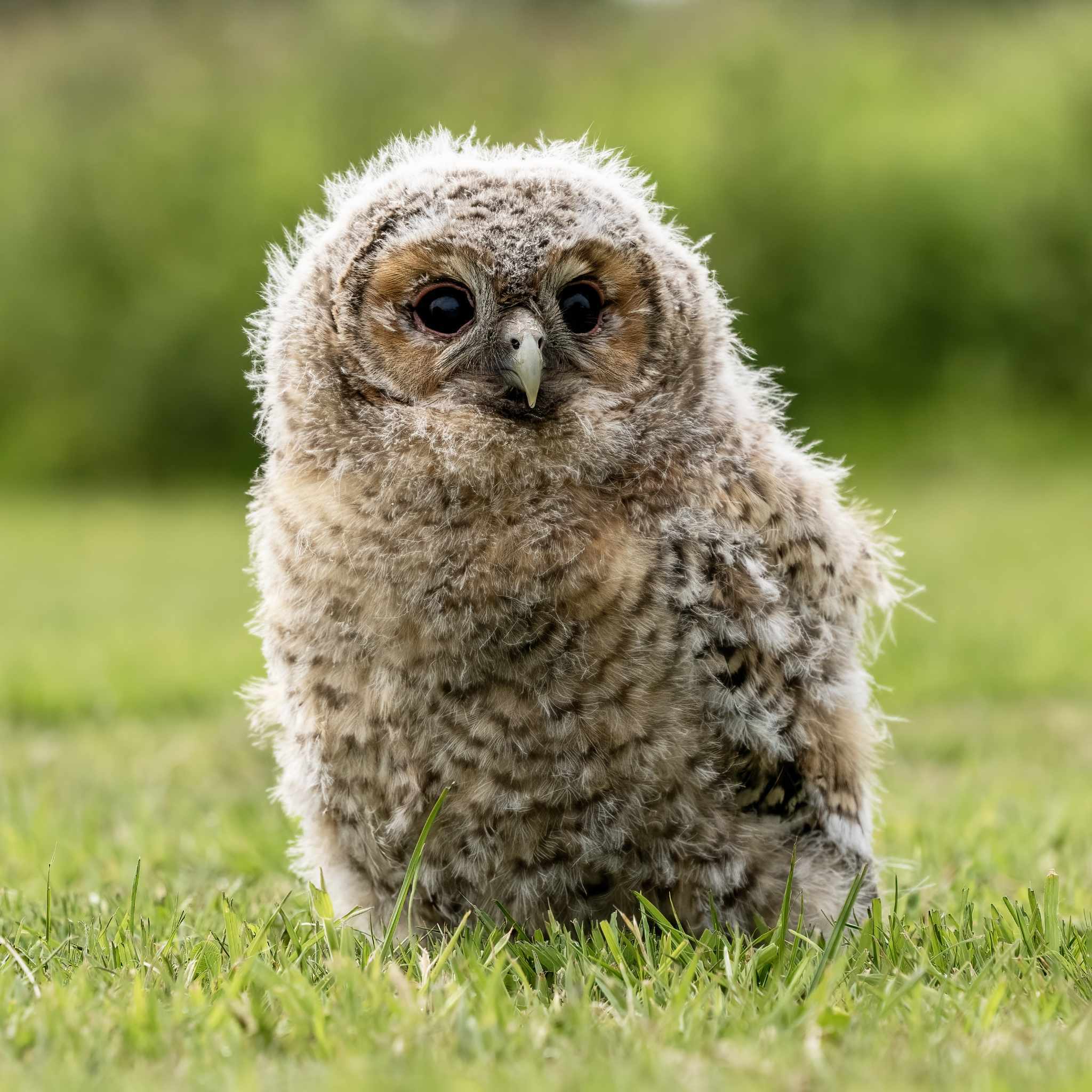 Young owl